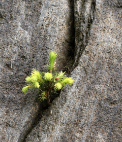 A small tree growing out of a crack in a large rock.